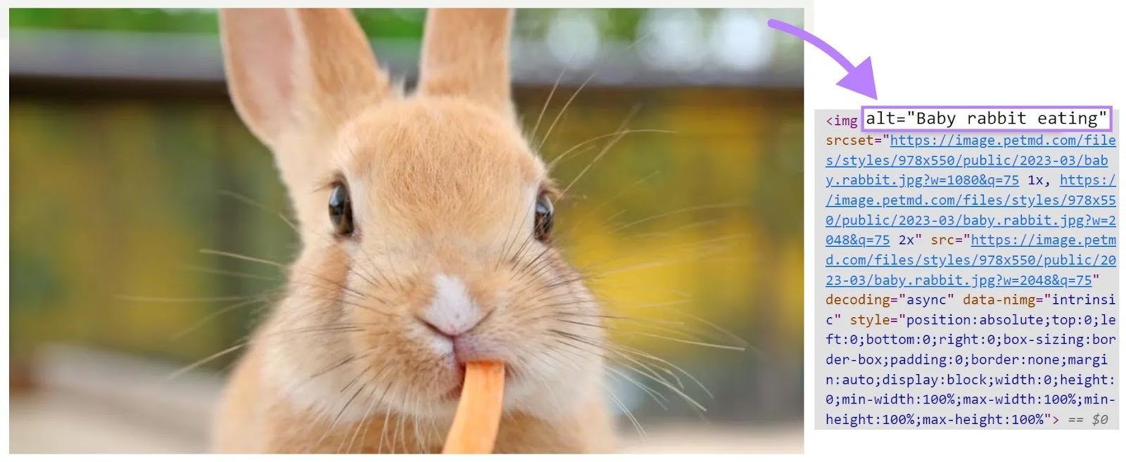 Image of rabbit eating with arrow pointing to alt text in HTML code.